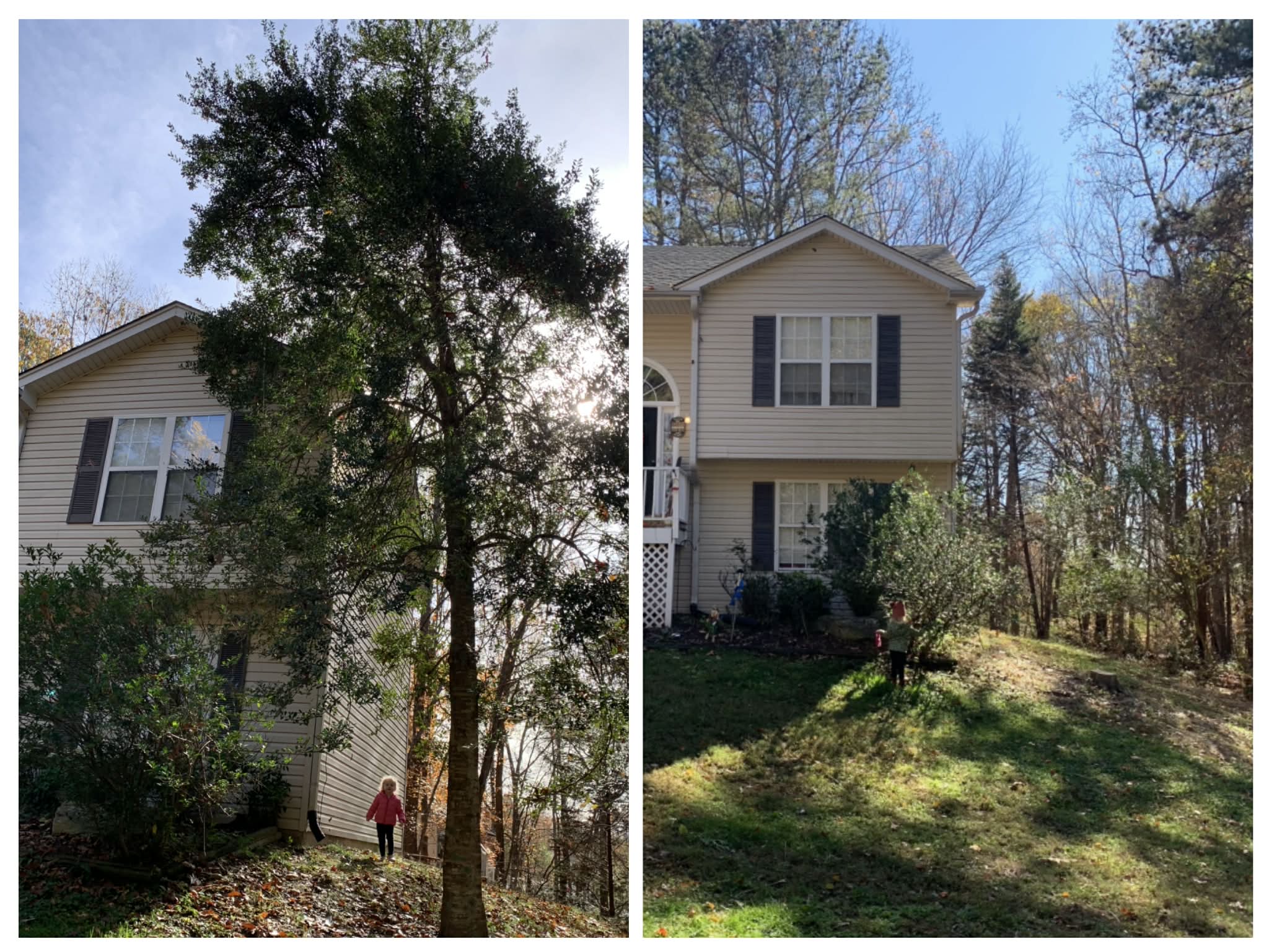 Why Spring Is the Best Time for Tree Removal in North Georgia